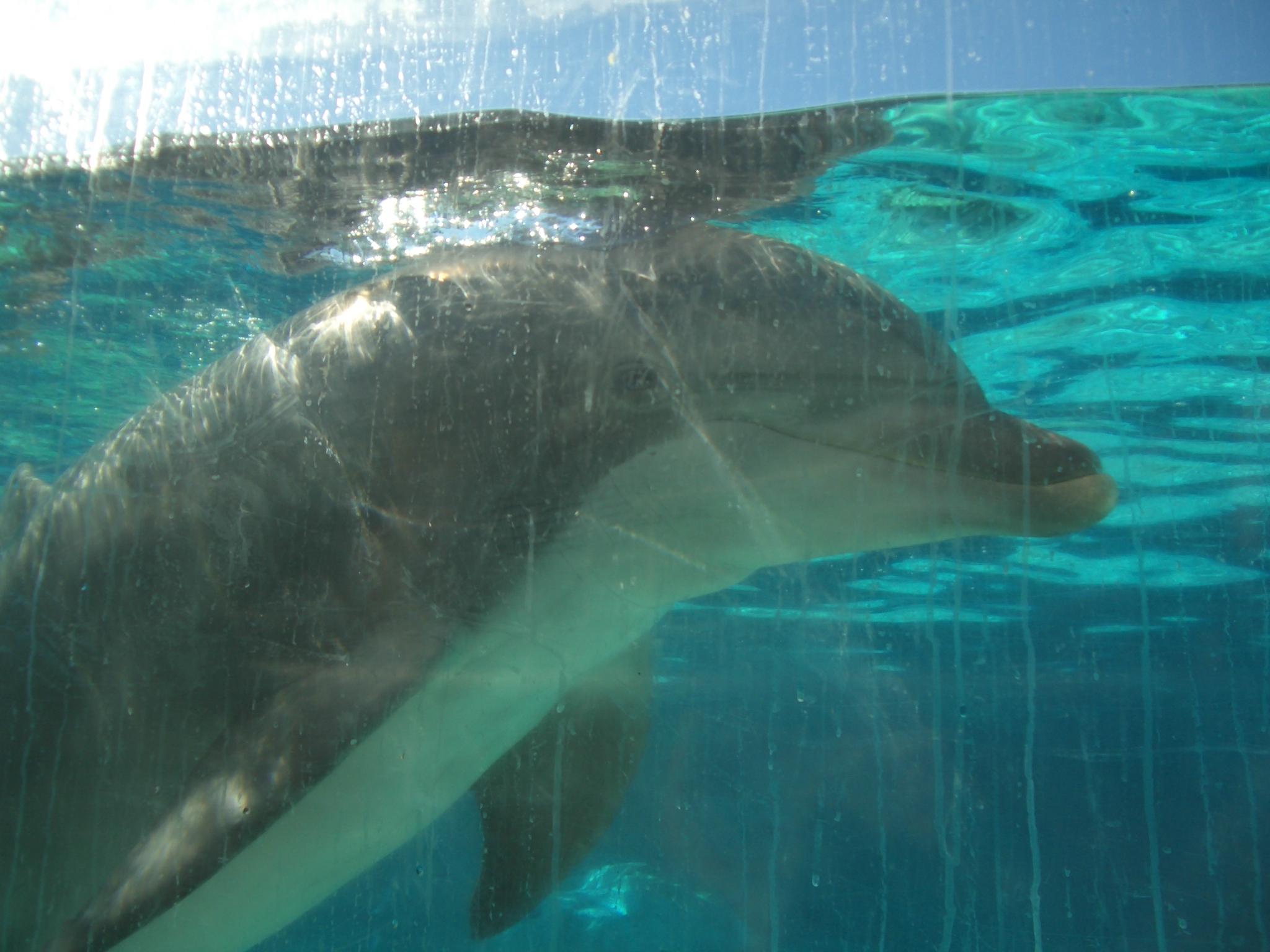 Delfinarium: die 3 größten Irrtümer über die Meereszoos