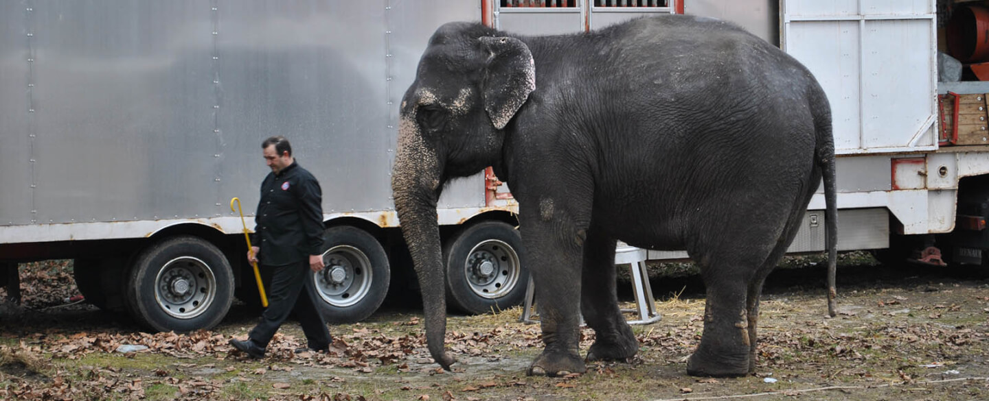 Elefanten im Zirkus: 10 Gründe, warum das Tierquälerei ist