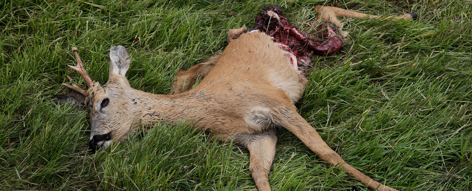 Traurige Jagdbilanz: Diese Tiere töten Jäger am häufigsten