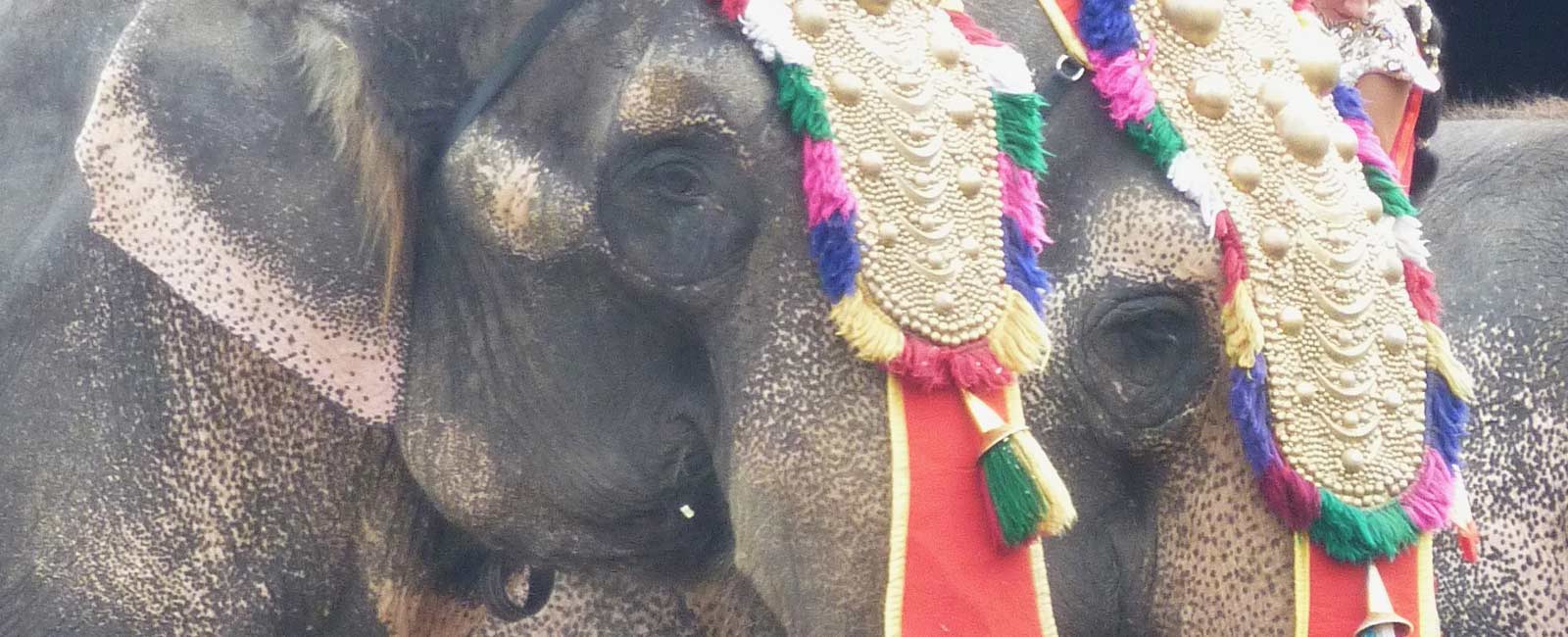 Circus Krone soll Elefanten den Ruhestand gönnen – helft jetzt!