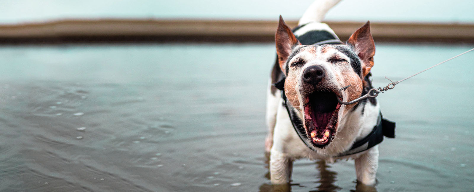 Würdet ihr Hunde angeln? Warum Fischen grausam ist!