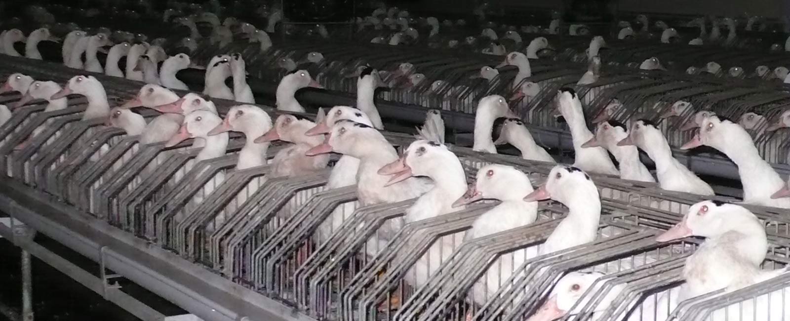 Foie gras: So werden Enten und Gänse für Stopfleber gequält