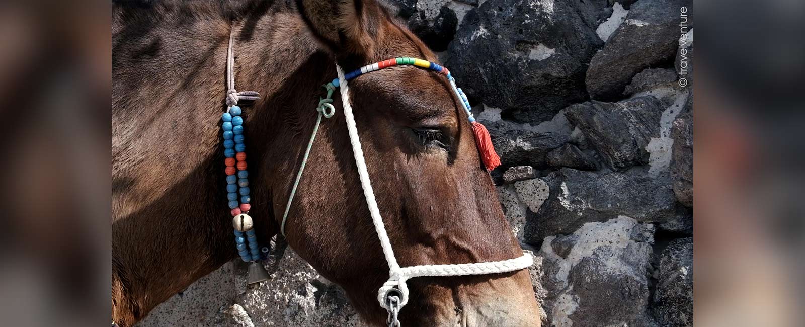 Eselreiten auf Santorini – Tierquälerei im Urlaubsparadies