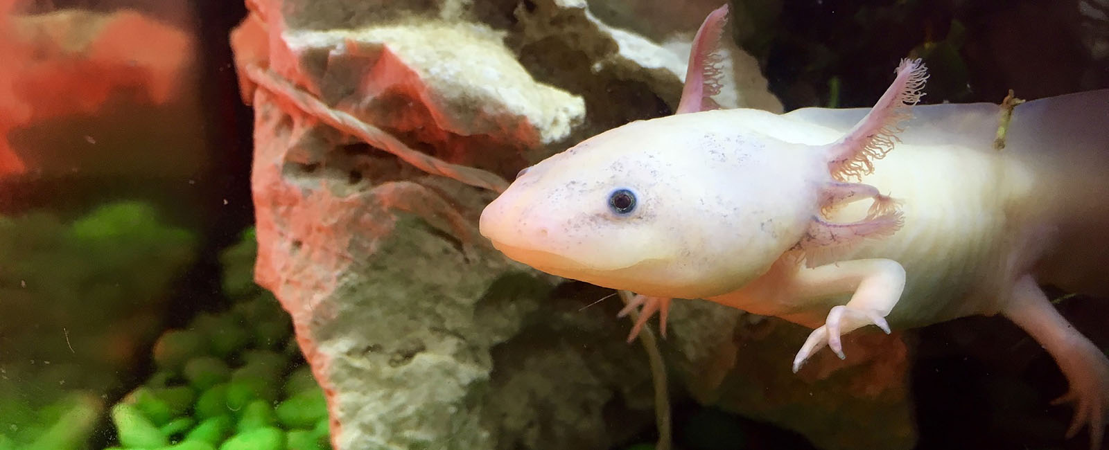 Axolotl-Haltung: Diese Dinge solltet ihr unbedingt wissen