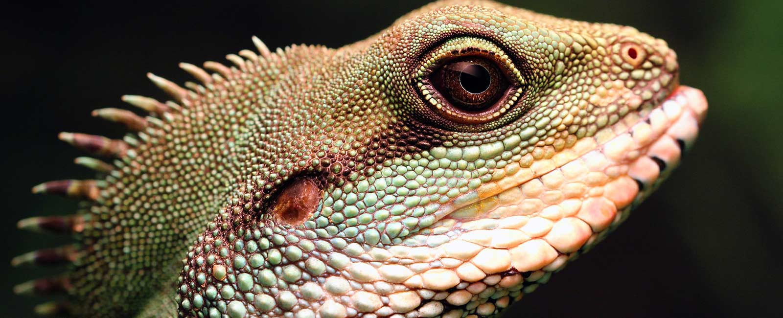 Grausamer Reptilienhandel: So schlecht geht es den Tieren
