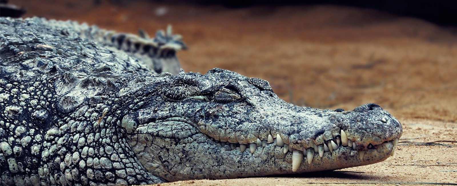Krokodilleder-Tasche: Krokodile für Luxushandtaschen gehäutet