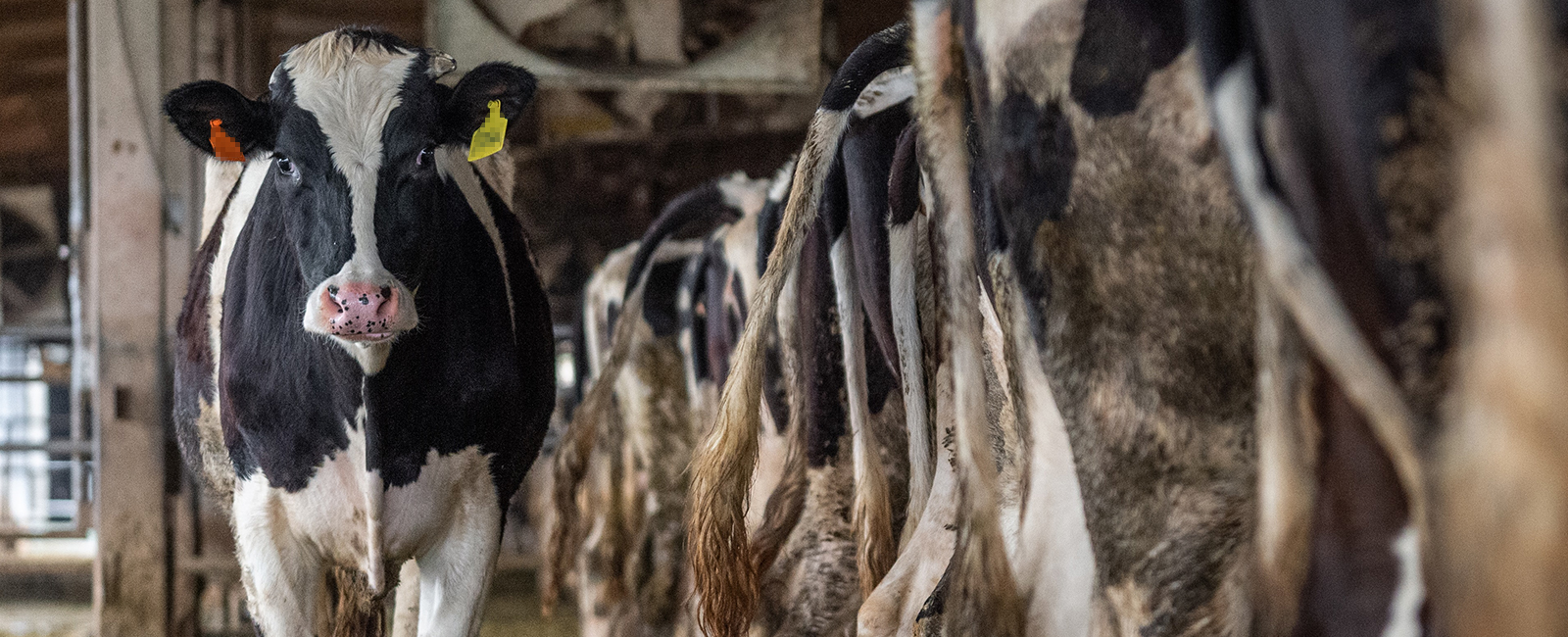 Ausbeutung, Leid & Tod: So leiden Kühe in der Milchindustrie