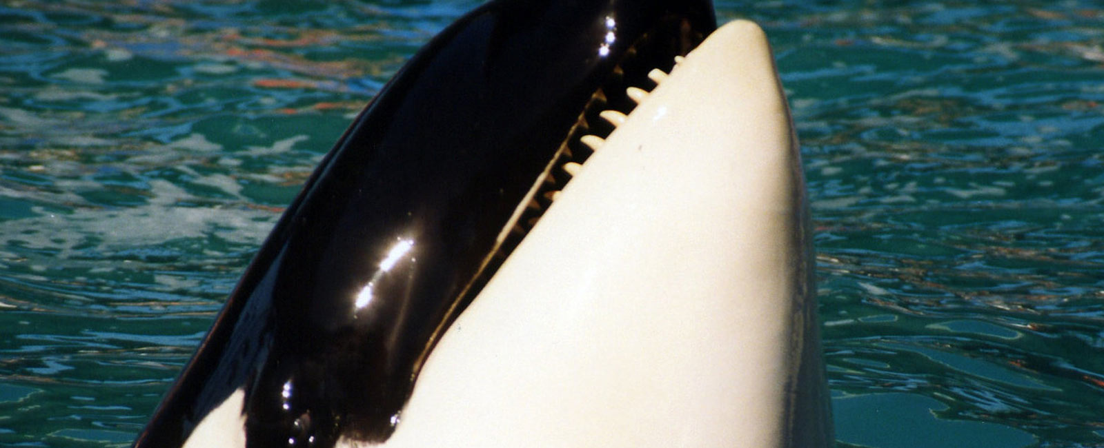 TUI unterstützt Tierquälerei in Orca-Zoos – das könnt ihr dagegen tun!