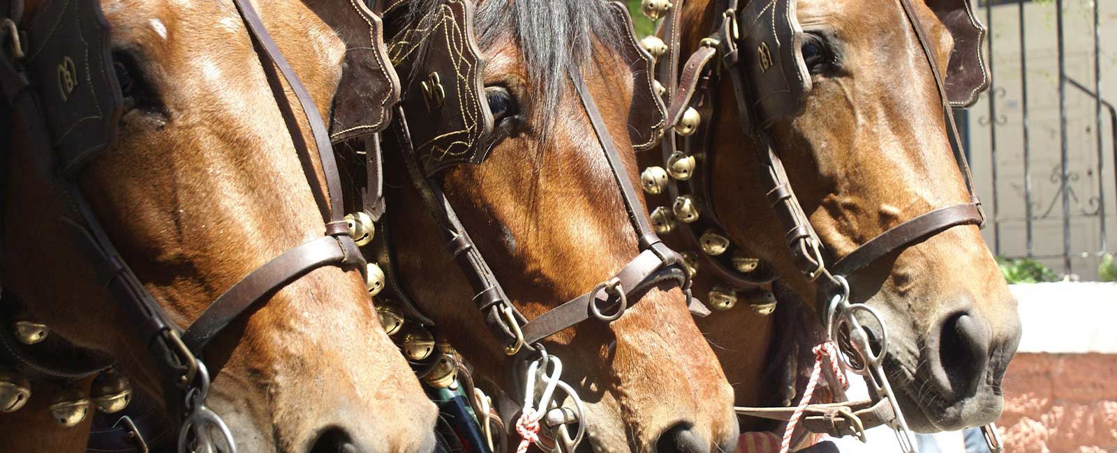 Warum Pferde nichts im Karneval zu suchen haben