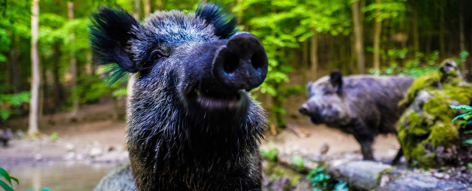 Warum hinter Wildschweinborsten-Bürsten immer Tierleid steckt