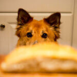 Hund sitzt vor einem Broetchen