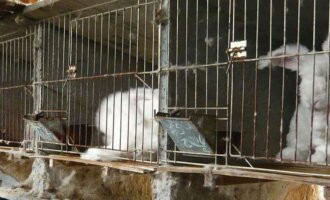 Angorawolle: 7 Gründe, warum die Kaninchen dafür leiden