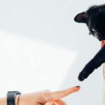Katze streckt ihre Pfote nach einer Hand