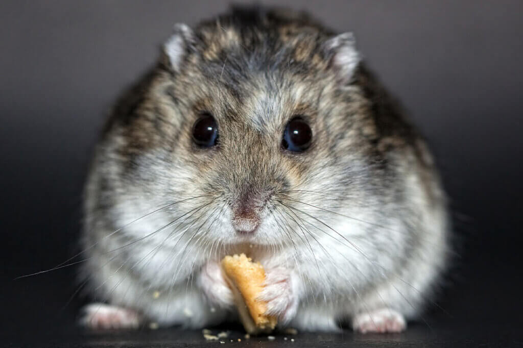 Hamster mit Futter