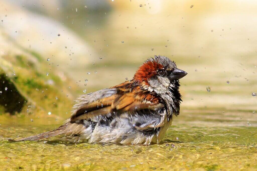 Vogel badet