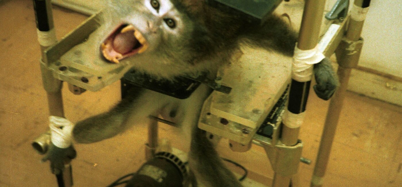 Affen werden für Tierversuche stundenlang gefesselt.