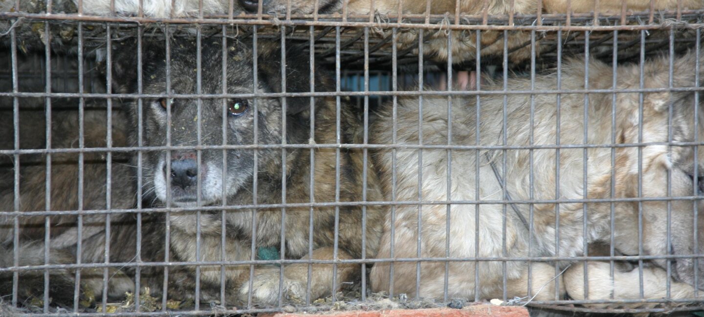 Auch Hunde und Katzen werden für Pelz getötet. © PETA / Karremann
