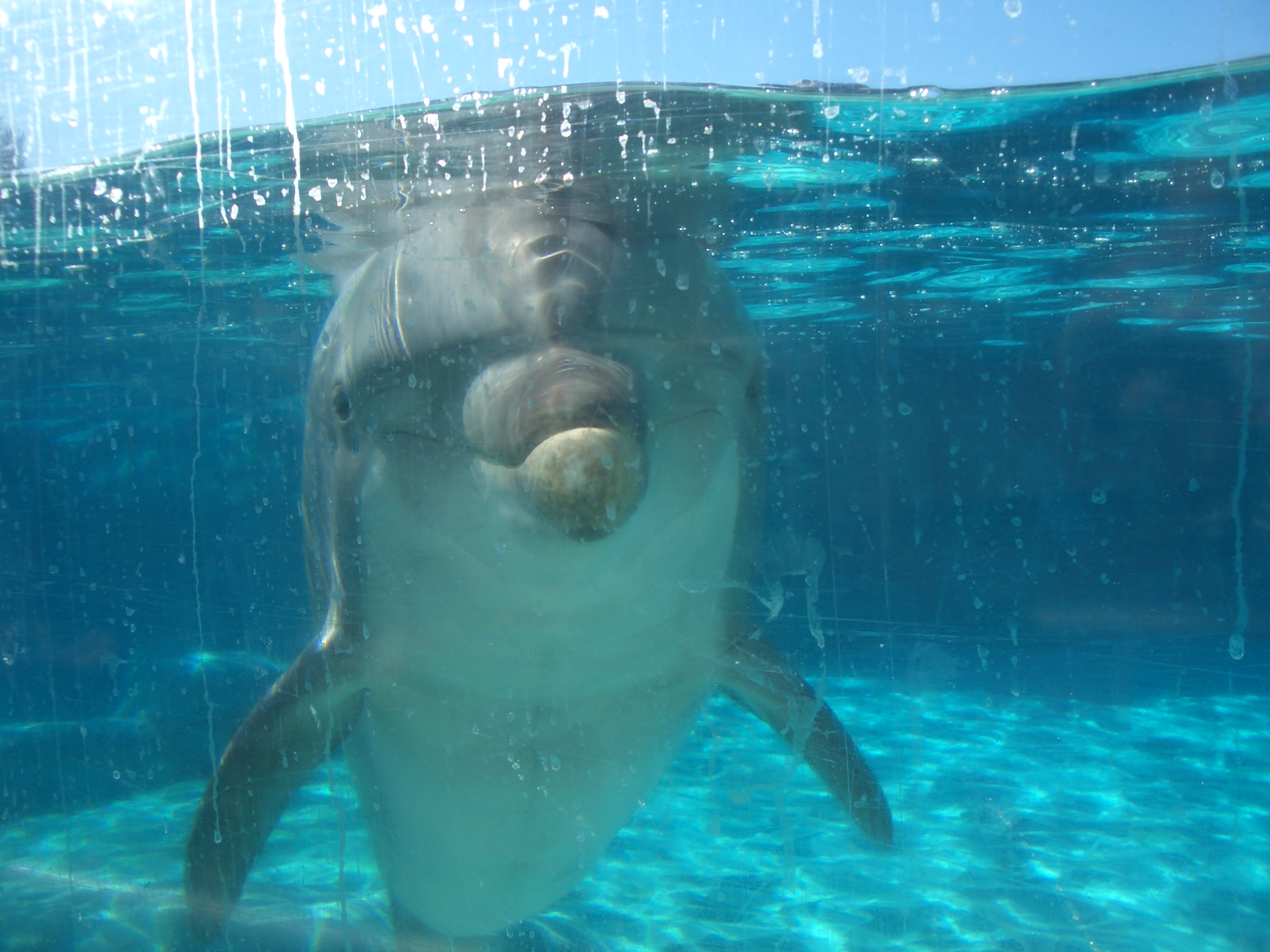 Delfin im Schwimmbecken von Sea World