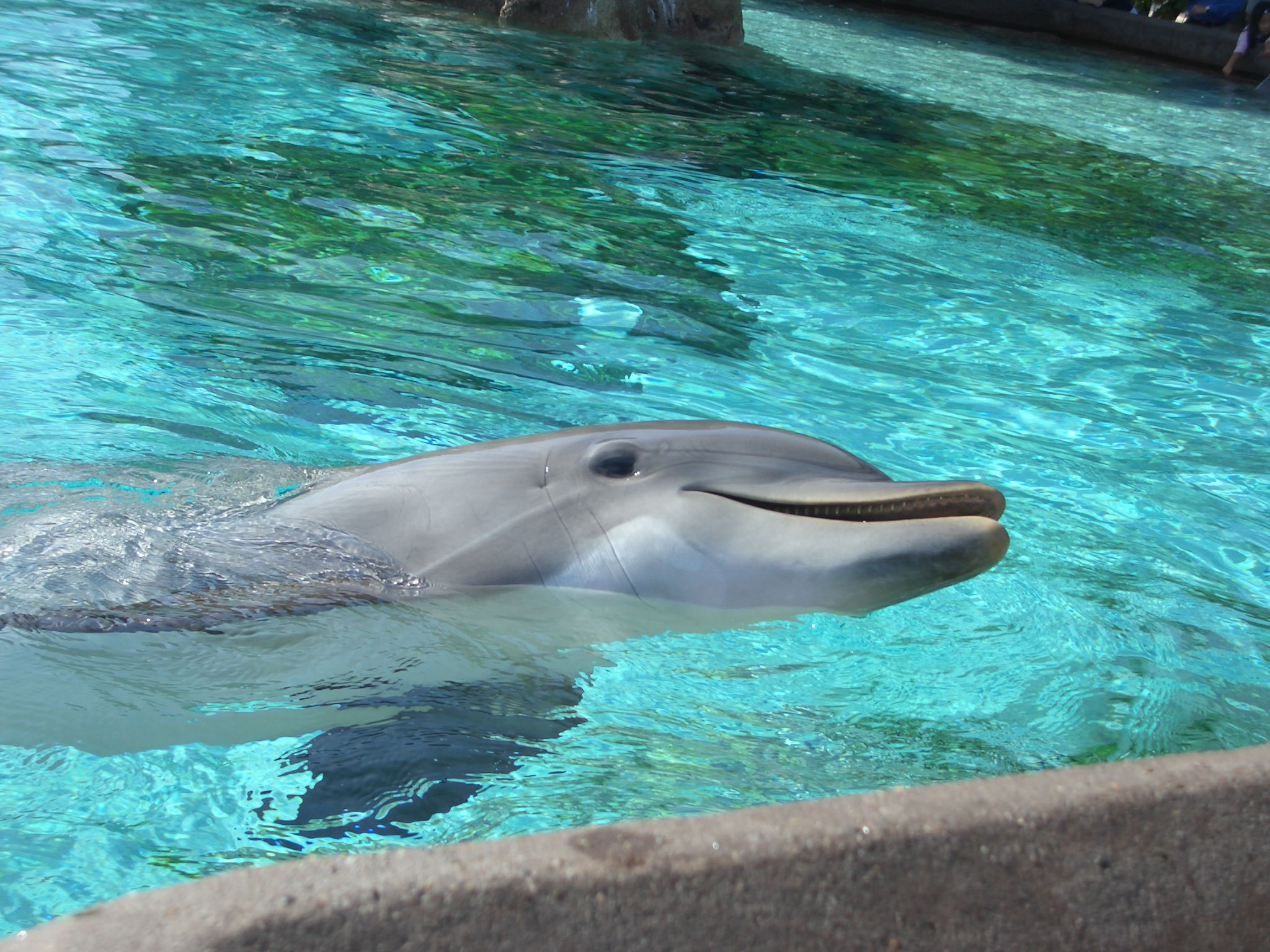 Delfin treibt im Wasserbecken