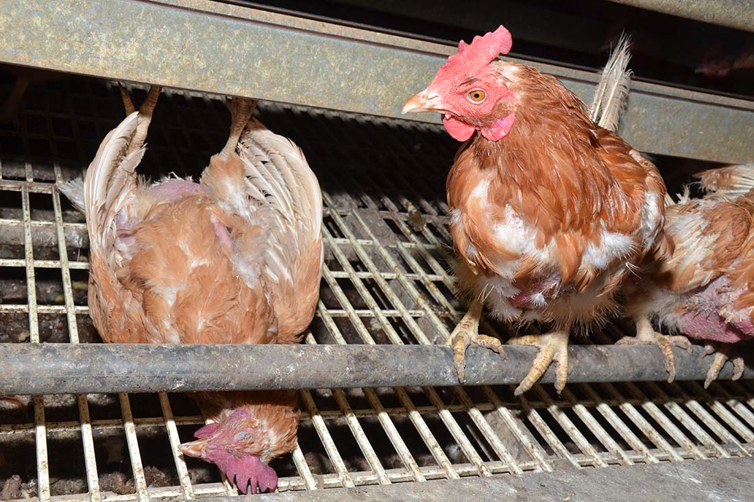 totes Huhn  auf einer Biofarm