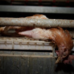Totes Huhn auf einer Farm