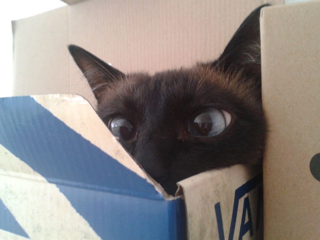 Katze versteckt sich in einem Karton