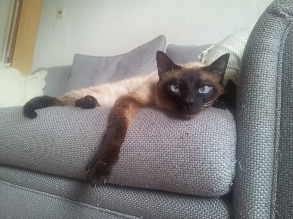 Katze auf der Couch