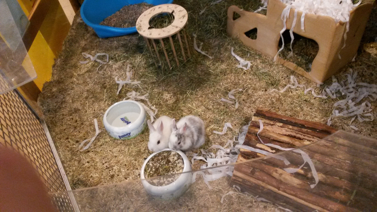 Kaninchen in einer Zoohandlung