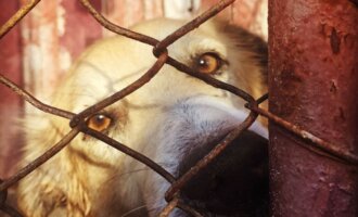 Helft uns, die Hunde in Rumänien zu retten!