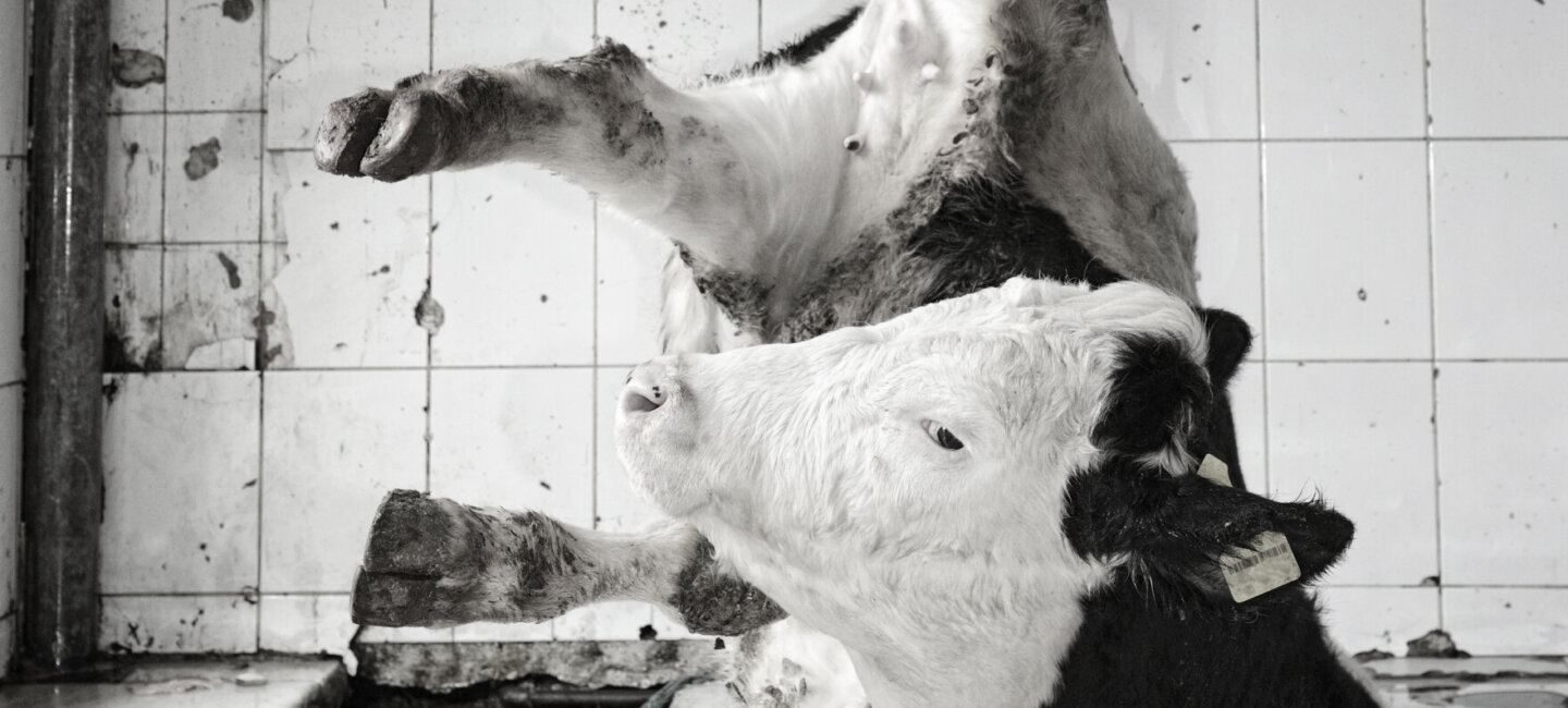 In Deutschland wird fast jede zehnte Kuh nicht richtig betäubt, bevor ihr die Kehle aufgeschnitten wird.