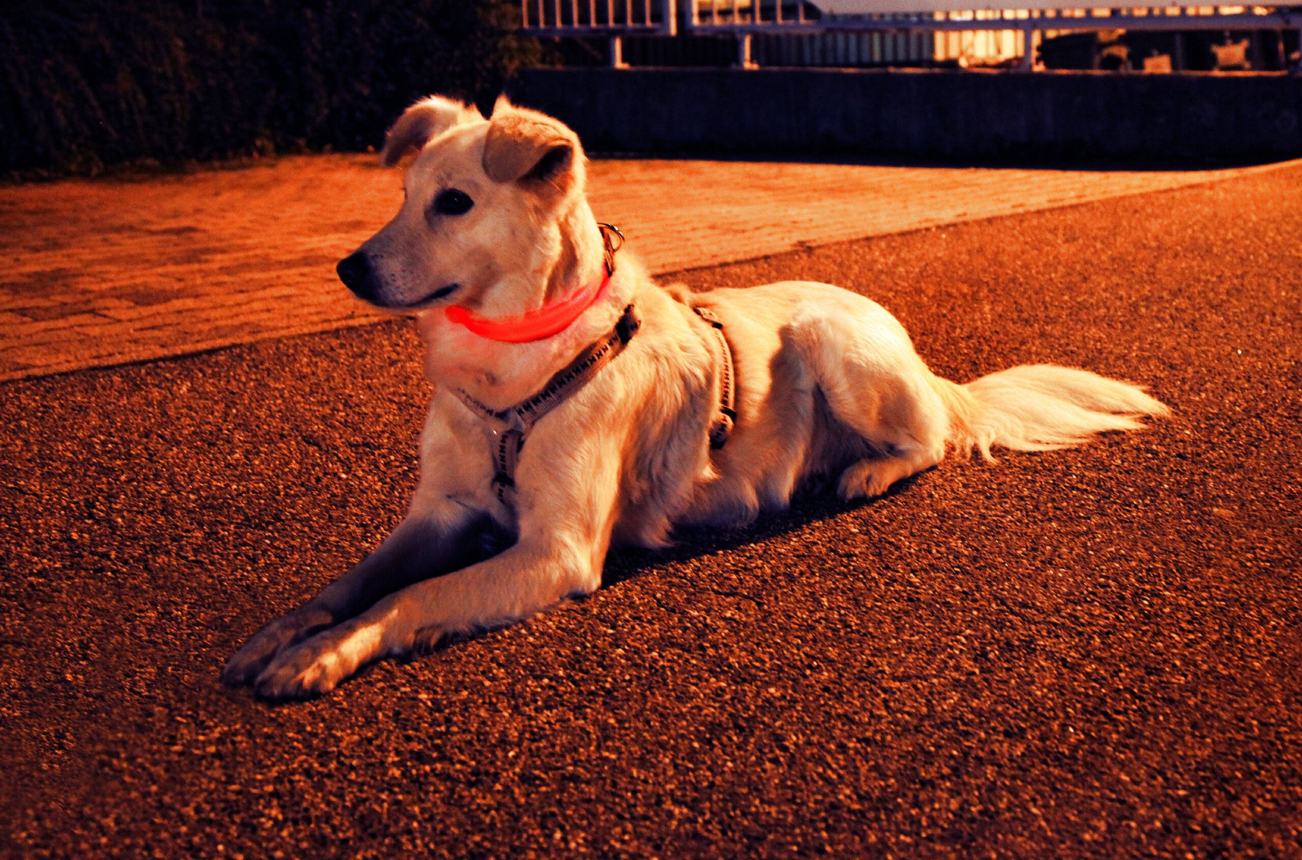 Hund mit Leuchthalsband