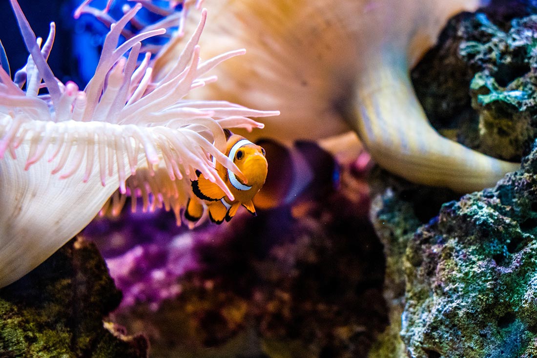 Clownfisch schwimmt an Anemone