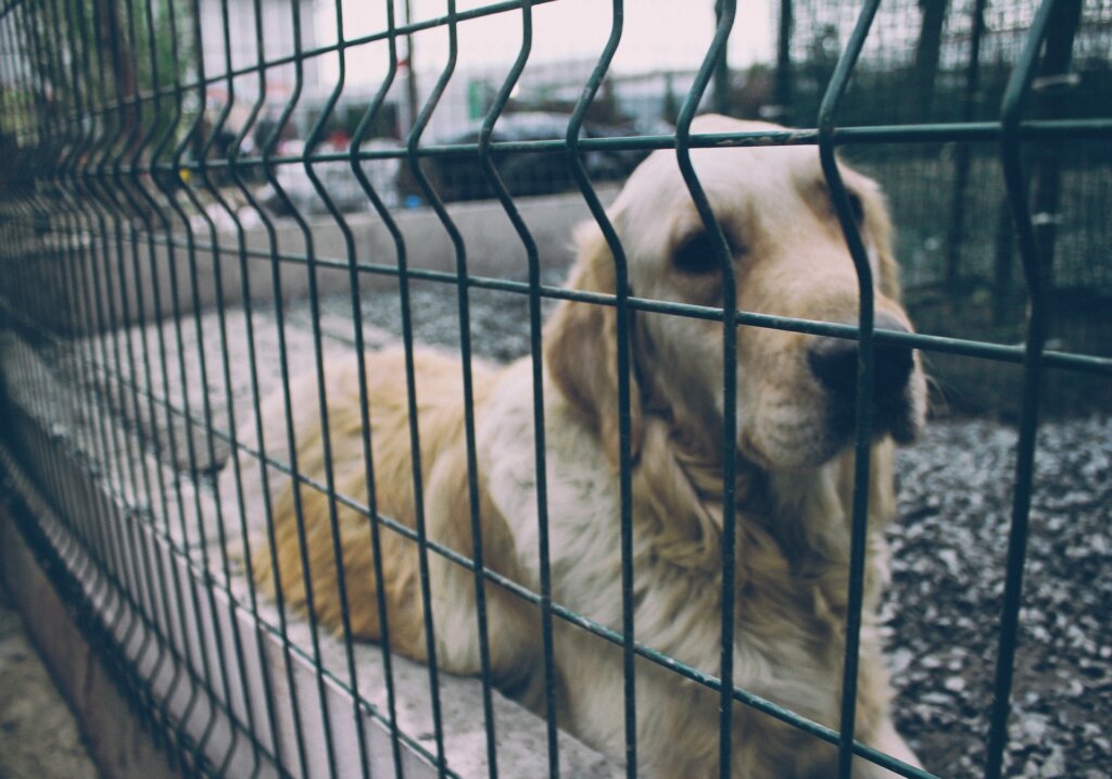 Hund liegt am Gitterzaun