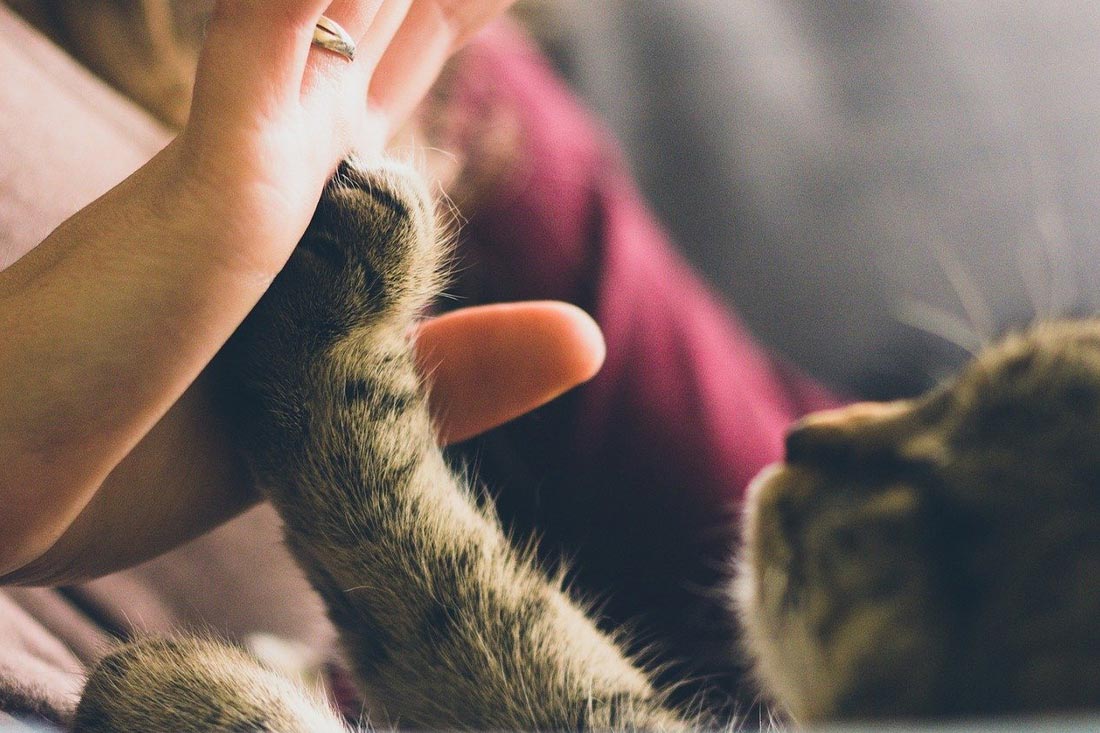 Katze drueckt Pfote in eine Hand