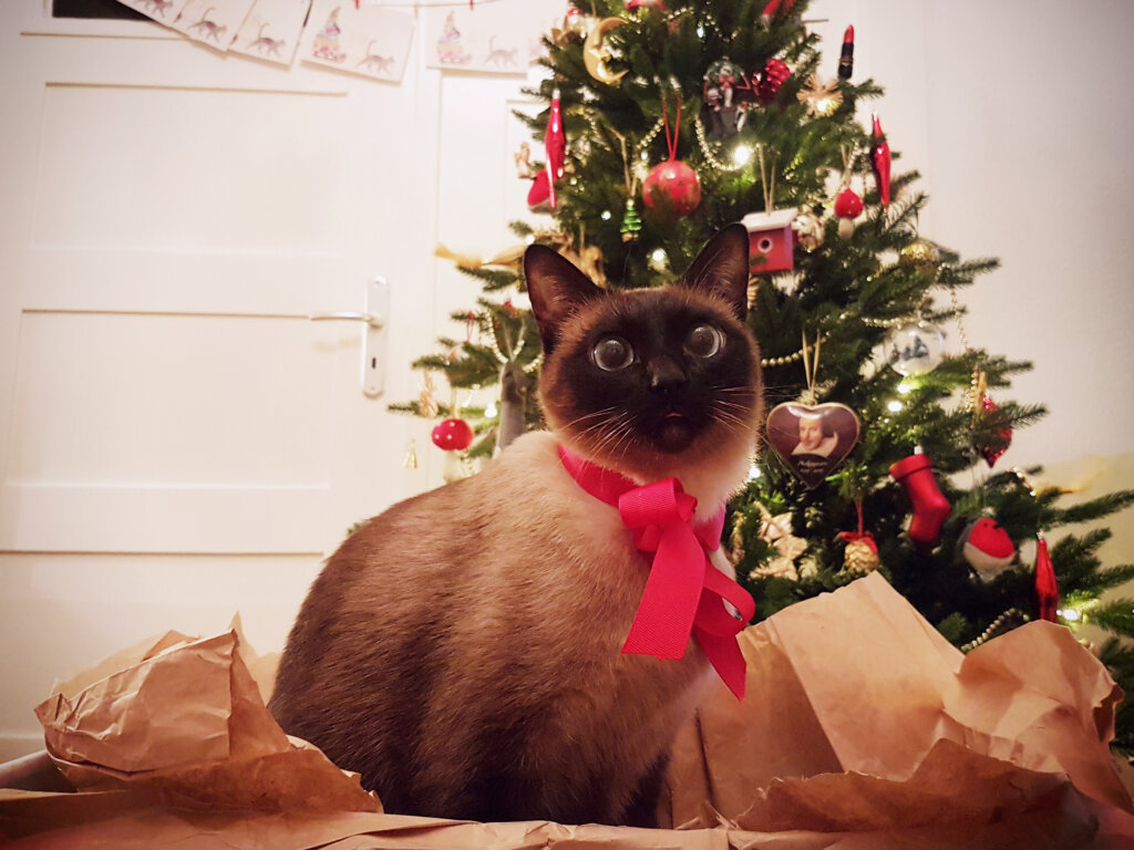Katze vorm Weihnachtsbaum