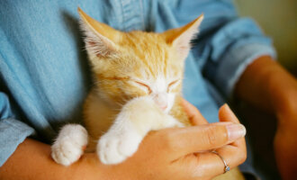 Warum ihr eure Katze kastrieren lassen solltet | Alle Infos