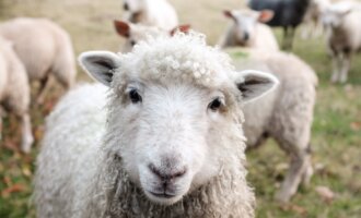 Wolle – Was jeder über die Wollindustrie wissen sollte