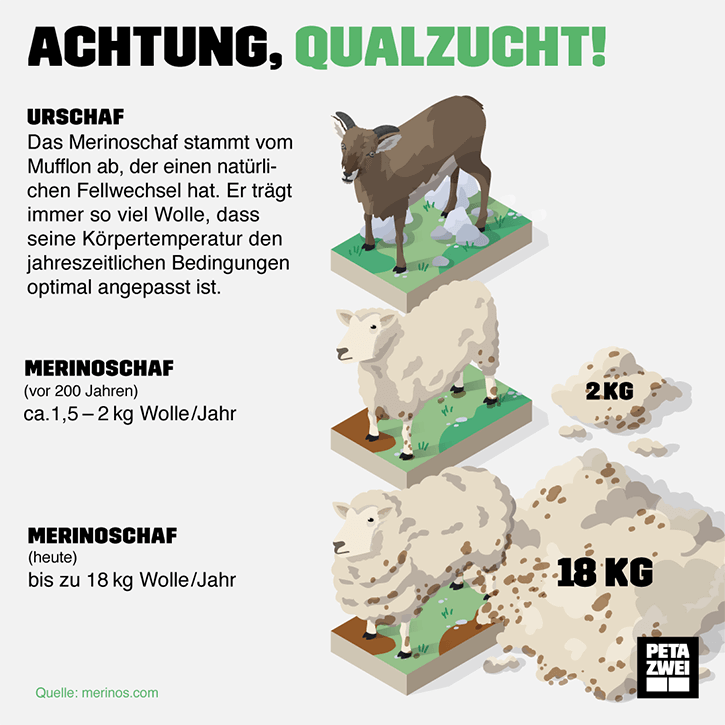 Grafik Qualzucht Schafe