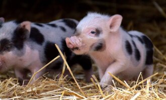 Minischwein: Darum solltet ihr kein Teacup-Schwein kaufen