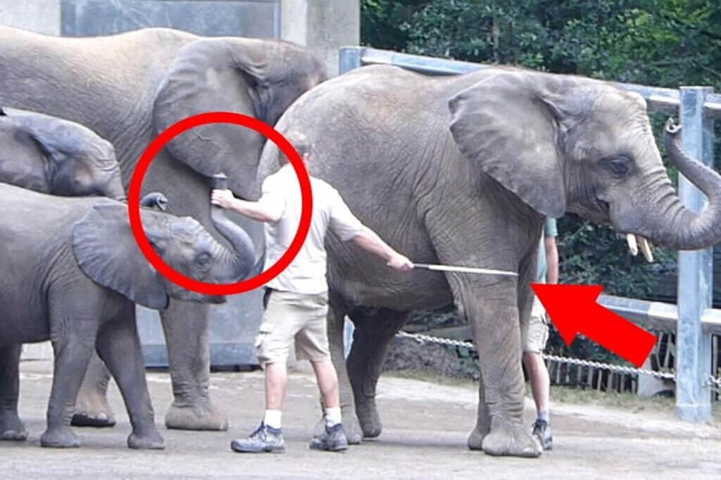 Person zieht mit Haken an einem Elefanten