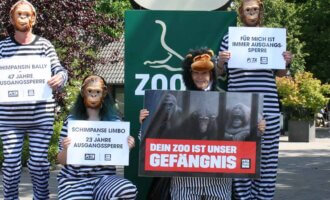 Streetteam-Demos: „Menschenaffen raus aus Zoos“
