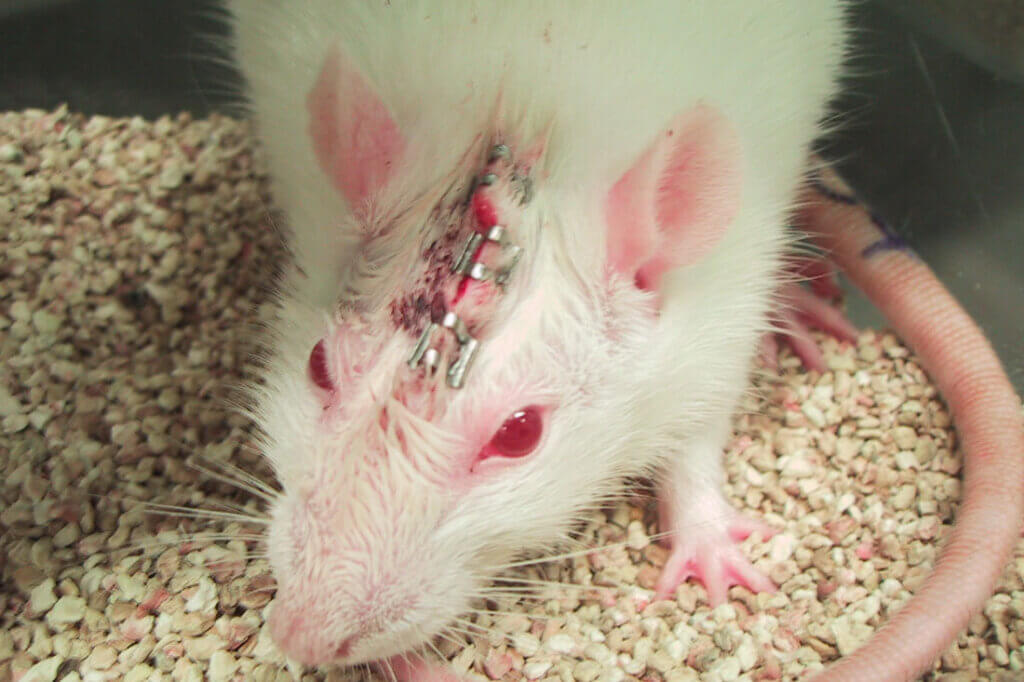 Ratte mit Elektrode im Kopf